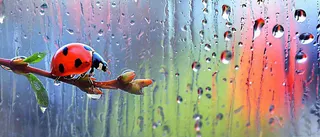 雨天雨水水珠上七星瓢虫动物爬行，彩色渐变摄影图