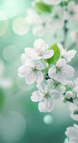 春天白色的樱花花朵开满枝头立春惊蛰春分摄影图