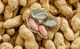 花生高清图片