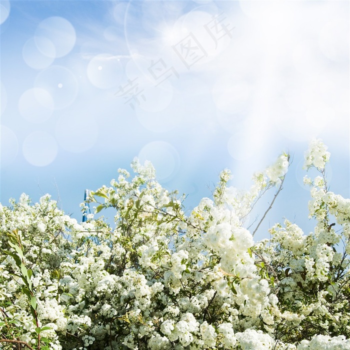 唯美白色花枝特写图片