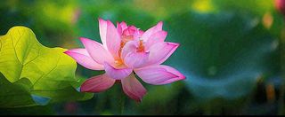 夏天荷塘盛开荷花荷叶绿色清新，夏至立夏大暑小暑处暑摄影图