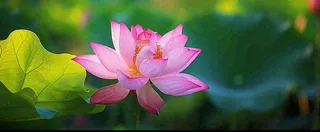 夏天荷塘盛开荷花荷叶绿色清新，夏至立夏大暑小暑处暑摄影图