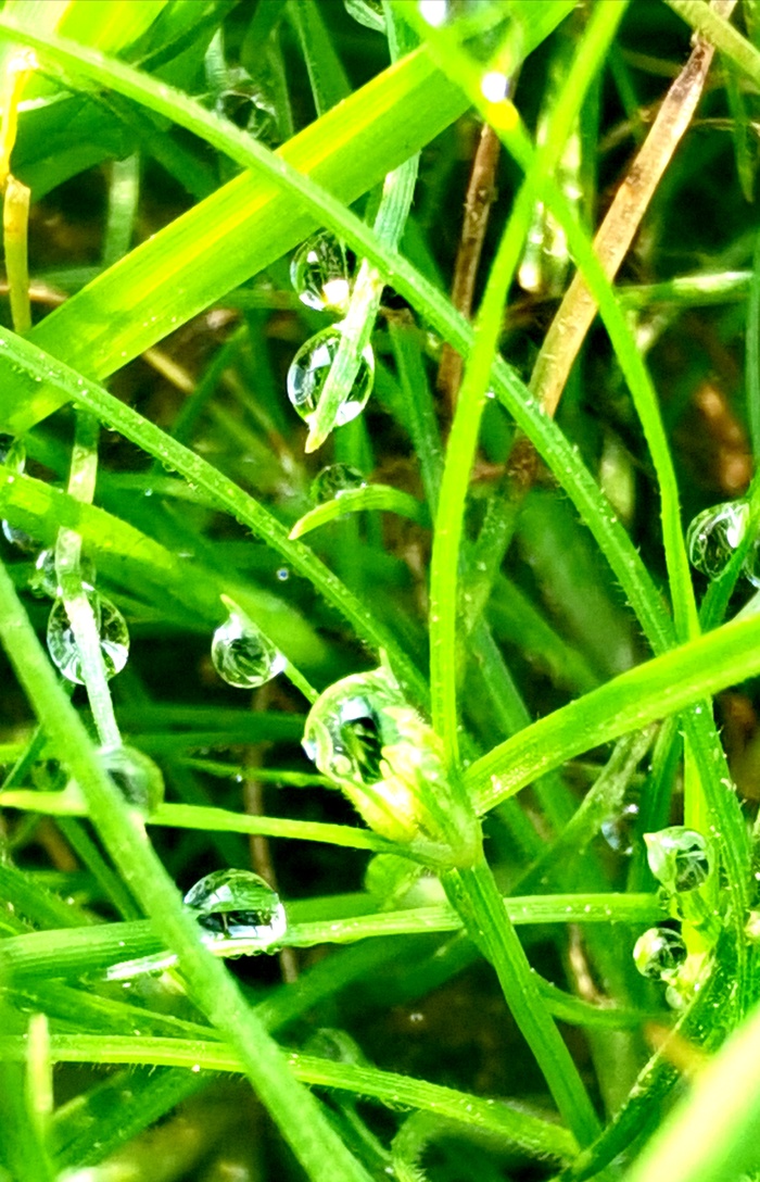 清晨青草水滴水珠晶莹剔透的