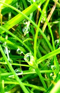 清晨青草水滴水珠晶莹剔透的