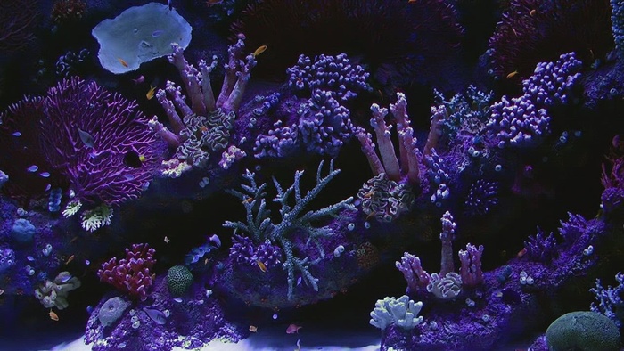 紫色色调的美丽水族馆与小鱼