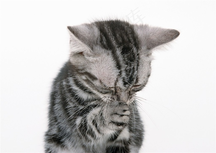 猫摄影jpg素材