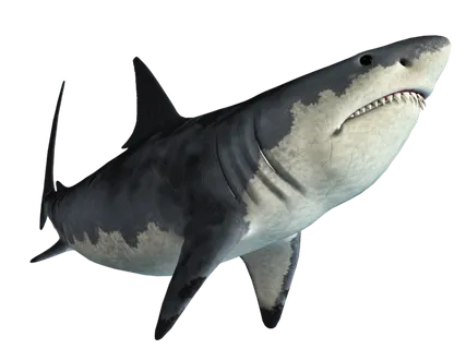 鲨鱼PNG免扣素材海洋世界大海海底