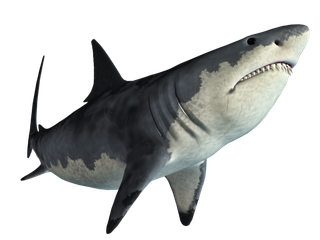 鲨鱼PNG免扣素材海洋世界大海海底