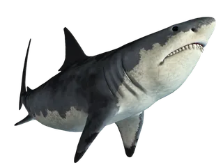 鲨鱼PNG免扣素材海洋世界大海海底