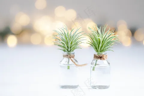 水培绿色植物图片 水培绿色植物图片
