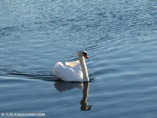 水面上游的高清天鹅素材