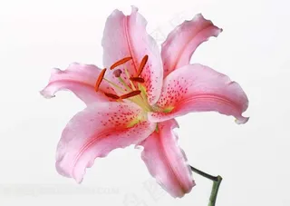 高清粉色百合花图片