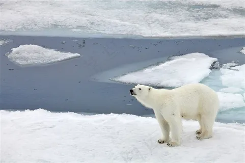 望着远方的北极熊图片
