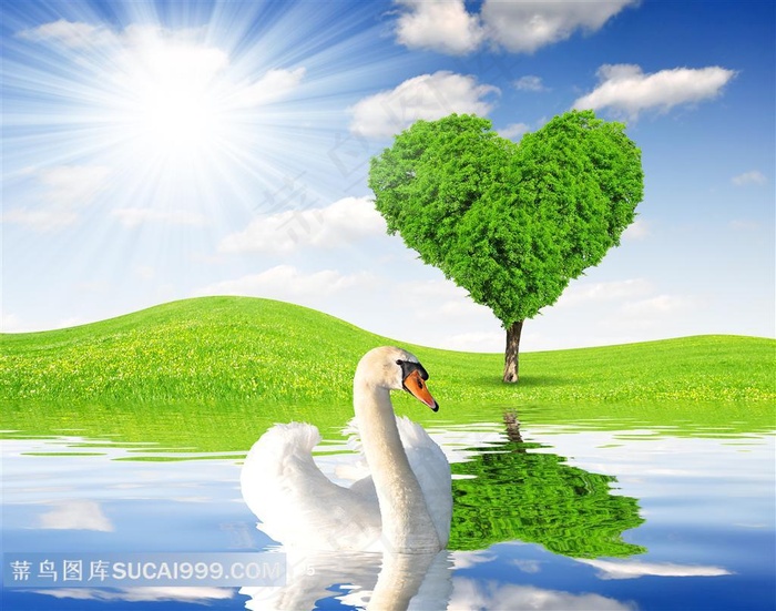 白天鹅设计素材