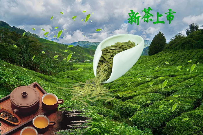 设计茶叶春茶上市素材psd模版下载