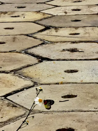 水库路边野菊花蝴蝶