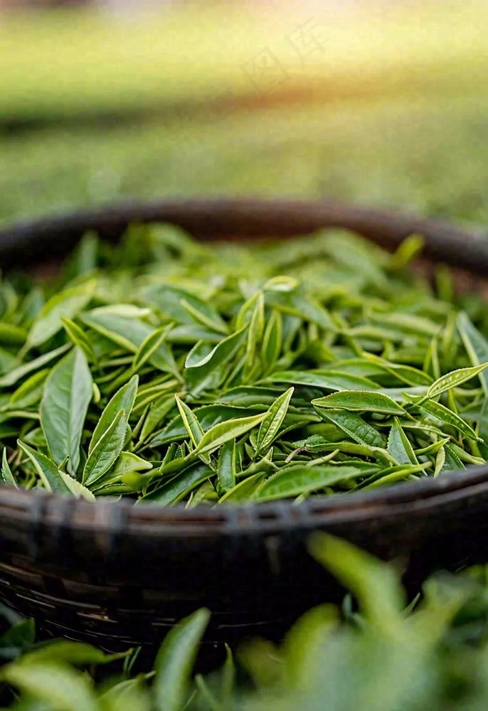 中国风，茶盆里的龙井绿茶茶叶摄影(912x1328)