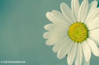 花朵特写写真高清