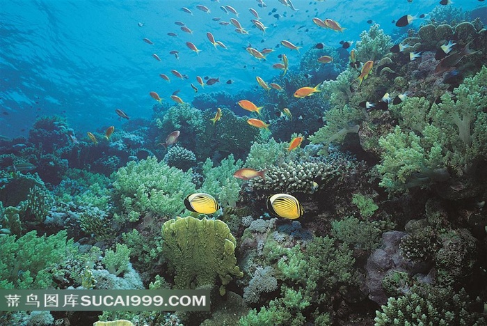 海底里的珊瑚鱼群摄影