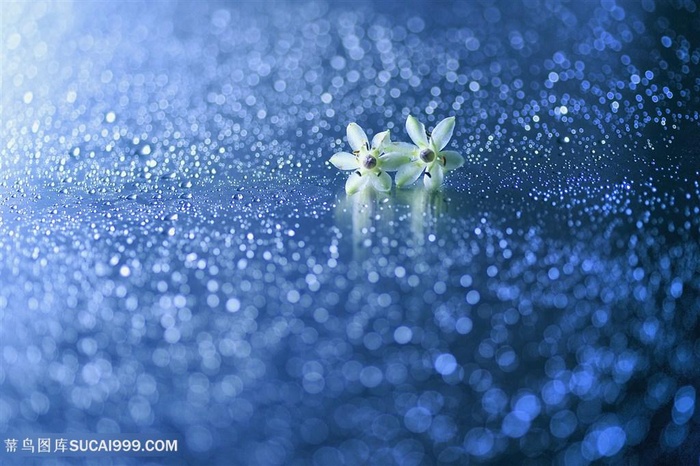 高清唯美水珠白色小花鲜花图片