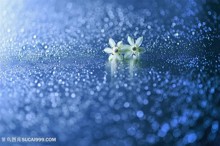 高清唯美水珠白色小花鲜花图片