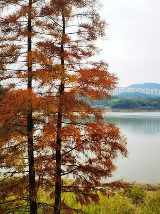 唯美小清新冬季金色水杉