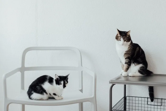 可爱猫咪猫猫摄影素材