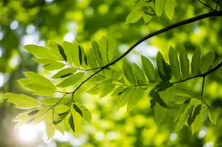 阳光下的绿叶树枝小清新摄影图