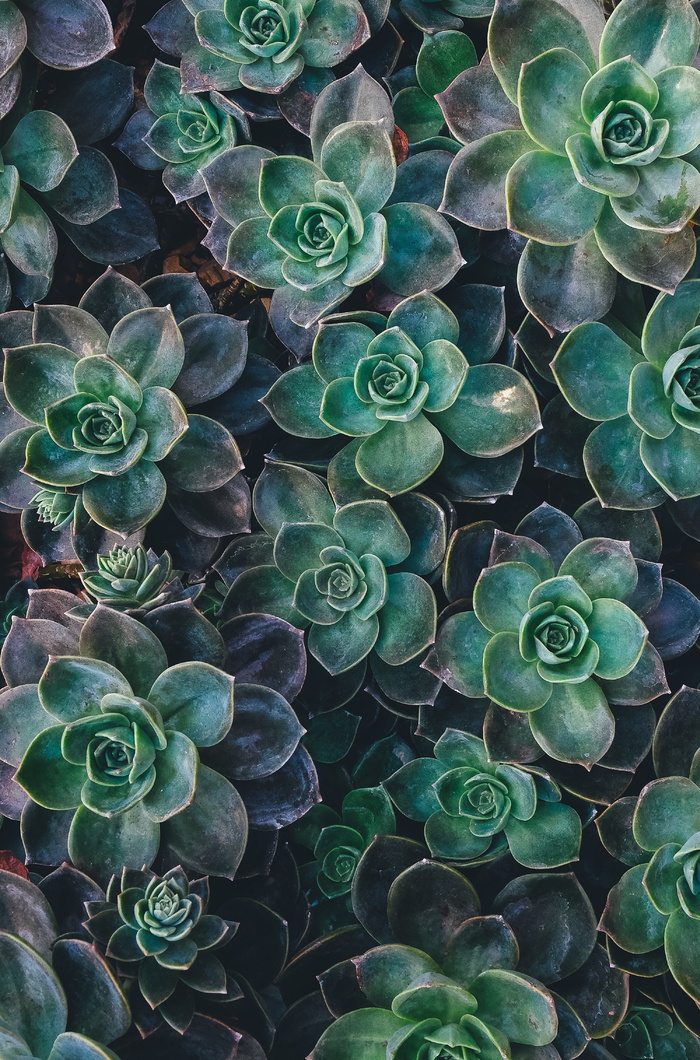 野生多肉植物图片