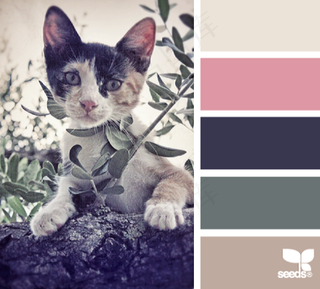 动物配色色卡色彩搭配