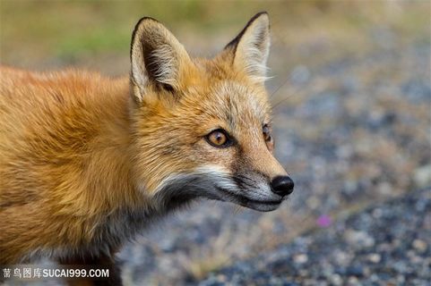 油路上惊讶小狐狸图片
