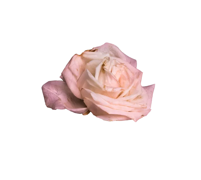 鲜花玫瑰免扣素材