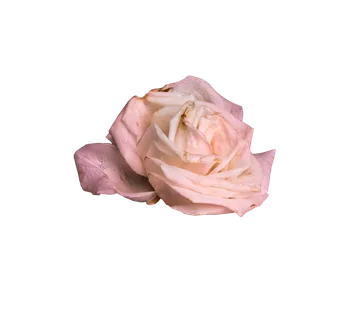 鲜花玫瑰免扣素材