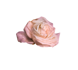 鲜花玫瑰免扣素材