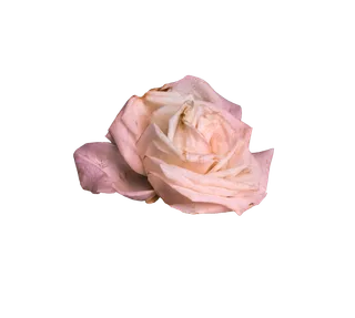 鲜花玫瑰免扣素材