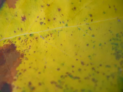 黄色叶子图片下载