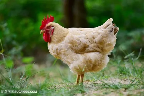 母鸡站立高清摄影图 母鸡站立高清摄影图