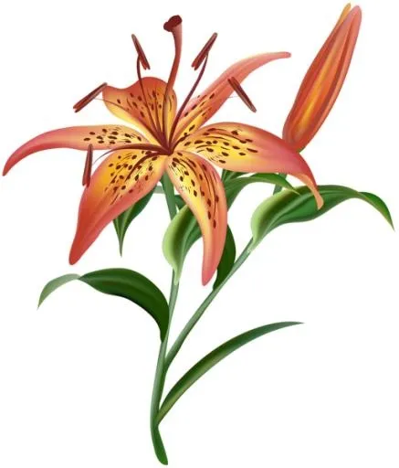 百合花免抠(513x600)