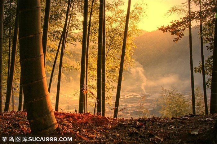 竹林风景- 傍晚炊烟袅袅的小村庄和竹林