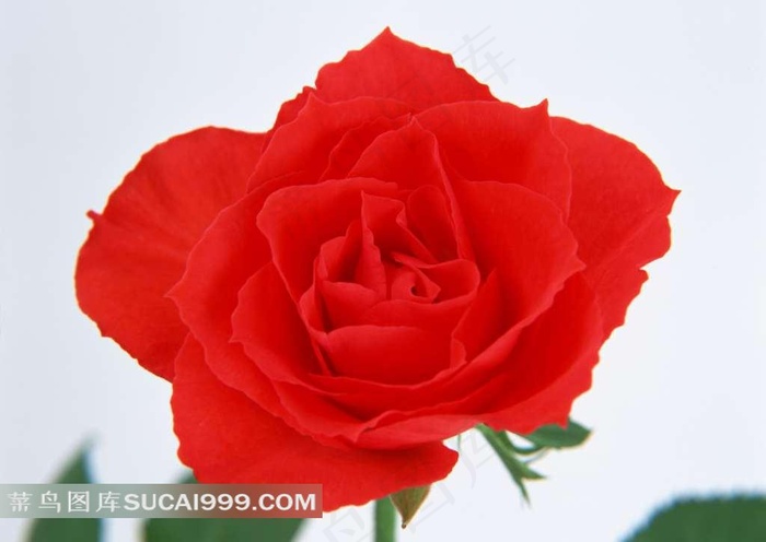 红色玫瑰花高沮图