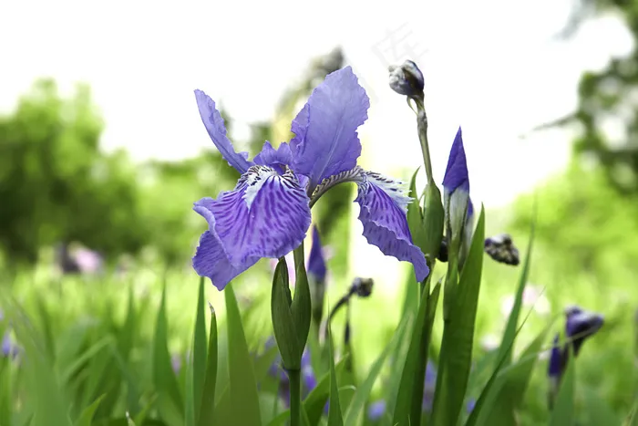 蓝色鸢尾花图片