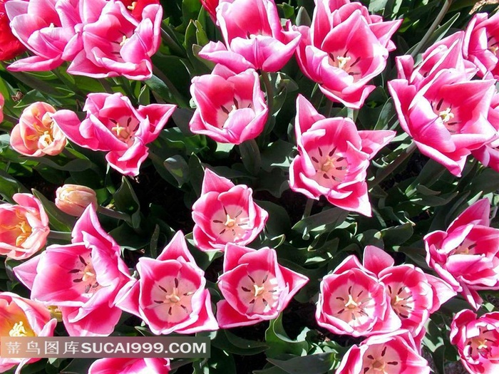 娇艳的郁金香鲜花高清素材