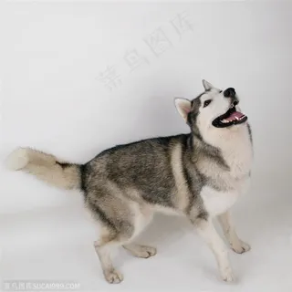 大型犬-准备跳跃的哈士奇 大型犬-准备跳跃的哈士奇