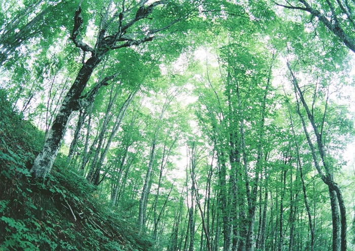 森林的树缝穿过的光春天风景jpg素材