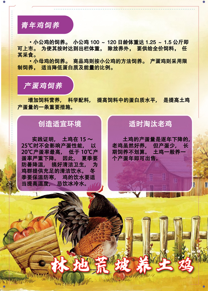 林地荒坡养土鸡管理技术海报psd模版下载