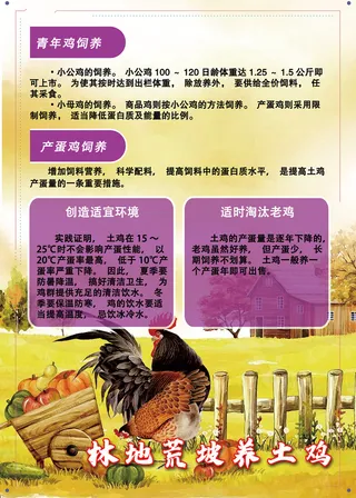 林地荒坡养土鸡管理技术海报