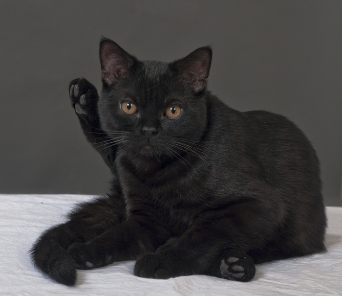 猫流浪猫野猫山猫动物猫仔设计素材小猫
