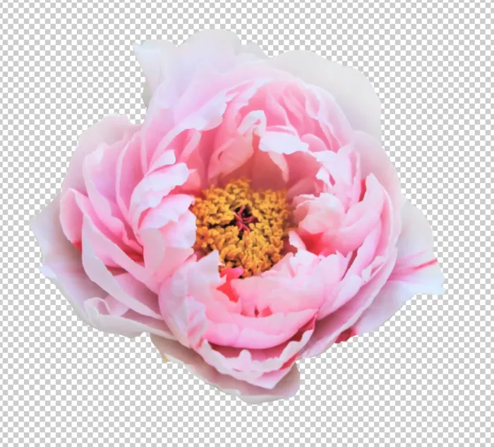 牡丹花免扣素材psd模版下载