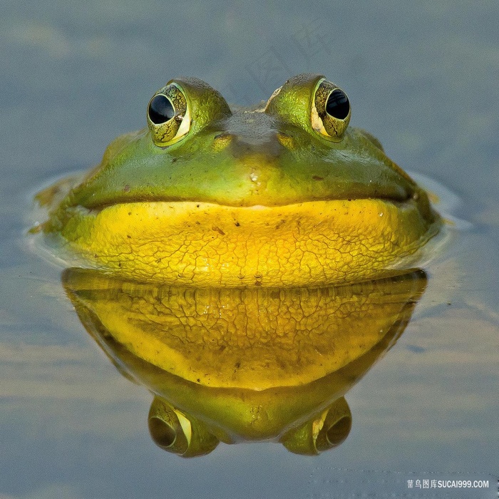 唯美野生两栖动物大青蛙牛蛙图片