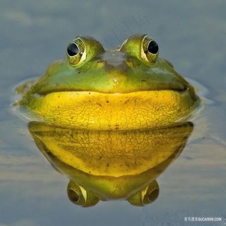 唯美野生两栖动物大青蛙牛蛙图片